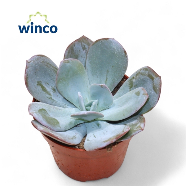 <h4>Echeveria Lauii Hybride</h4>