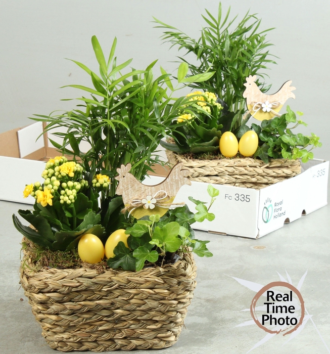 <h4>ARR KAMERPL</h4>