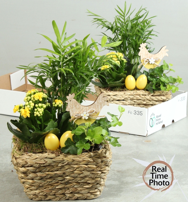 <h4>ARR KAMERPL</h4>