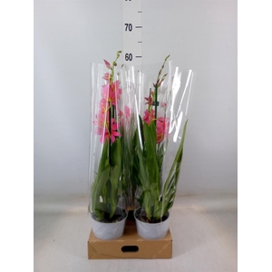 Burrageara  'Nelly Isler'