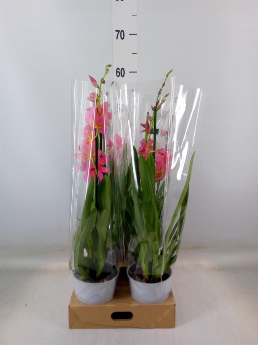 <h4>Burrageara  'Nelly Isler'</h4>