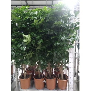 Radermachera sinica