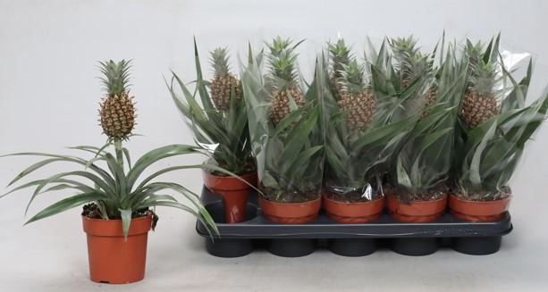 <h4>ANANAS ROSITA</h4>