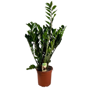 Zamioculcas zamiifolia