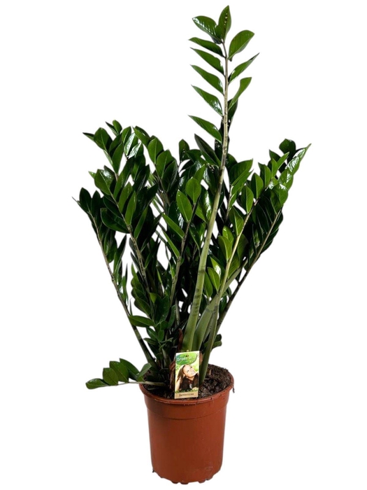 <h4>Zamioculcas zamiifolia</h4>