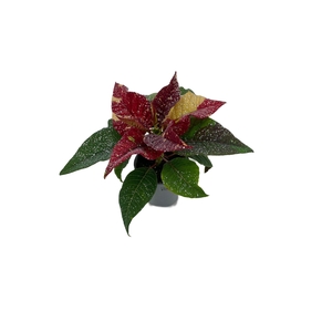 Euphorbia Superba New Glitter met glitters zilver