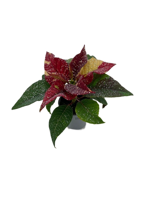 <h4>Euphorbia Superba New Glitter met glitters zilver</h4>