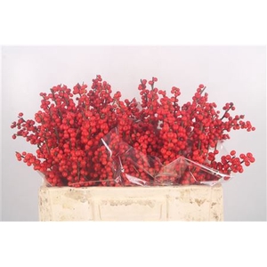 Ilex Verticilata Red Extra