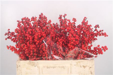 <h4>Ilex Verticilata Red Extra</h4>