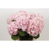 Hydrangea verena