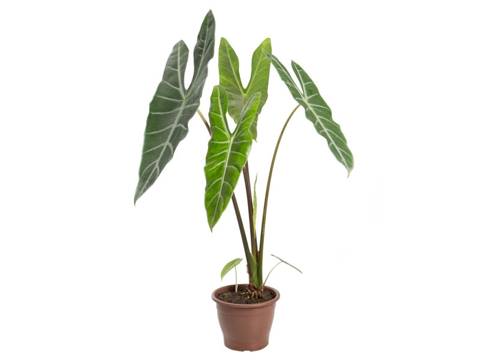 <h4>ALOCASIA LONGILOBA P19</h4>