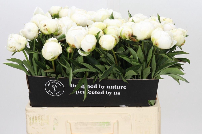 <h4>PAEONIA LACT. 'MME CLAUDE TAIN'</h4>