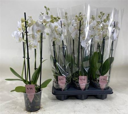 <h4>Phal An Inverness ** 4 Branches 26+ **</h4>