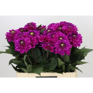 Dahlia Purple Fox