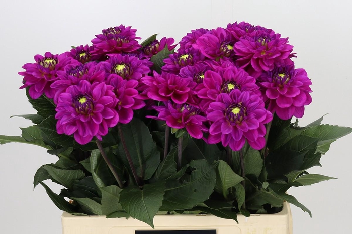 <h4>Dahlia Purple Fox</h4>
