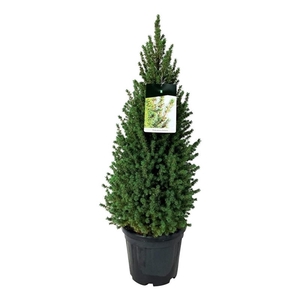 Picea gl. 'Perfecta'