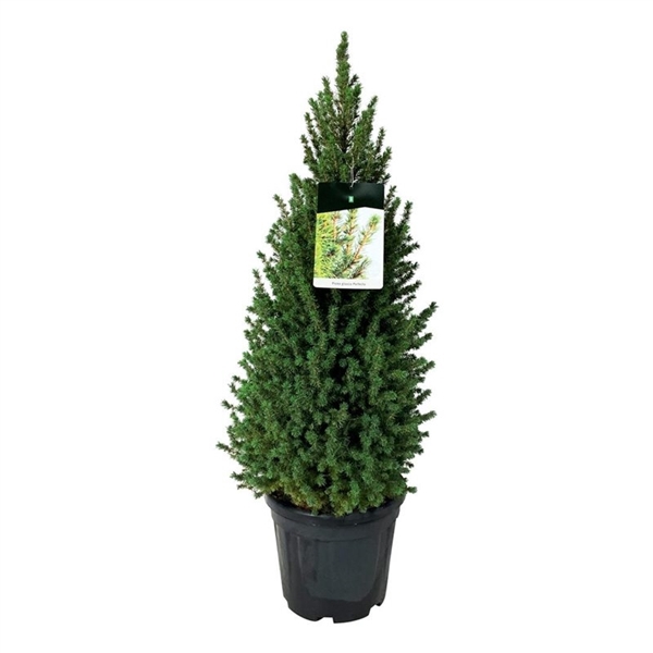 <h4>Picea gl. 'Perfecta'</h4>