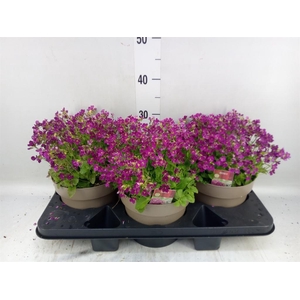 Arabis caucasica 'Ltt Treas D Rose'