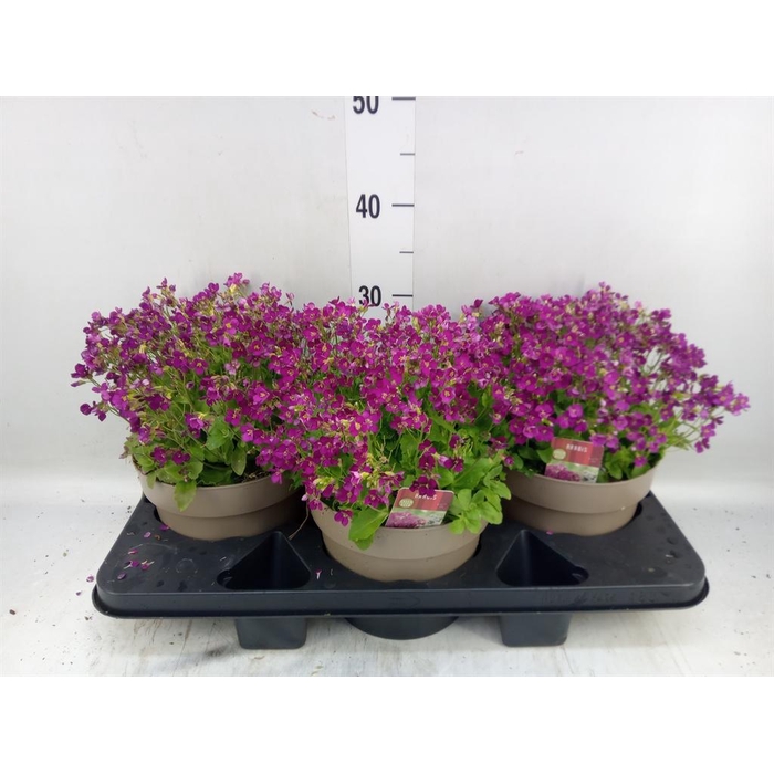 <h4>Arabis caucasica 'Ltt Treas D Rose'</h4>