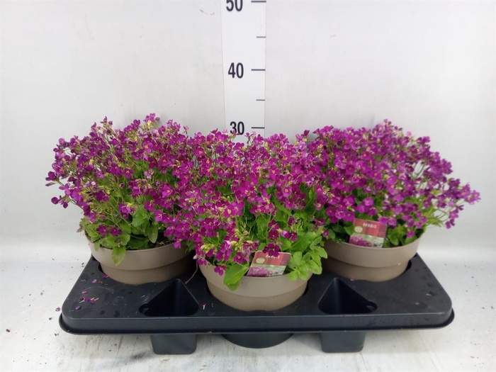 <h4>Arabis caucasica 'Ltt Treas D Rose'</h4>