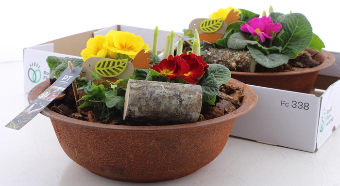 <h4>ARR PL IN SCHAAL</h4>