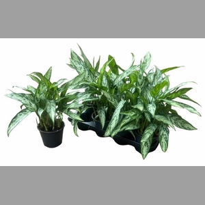 AG KL SILVER QUEEN C