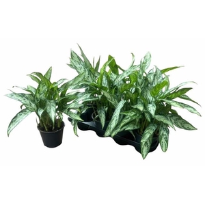 AG KL SILVER QUEEN C