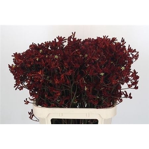 Anigozanthos Bush Ruby