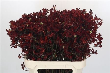 <h4>Anigozanthos Bush Ruby</h4>