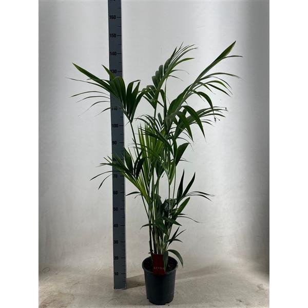 <h4>KENTIA - P21 H130 - 5PP - EcoLine (Howea forsteriana)</h4>