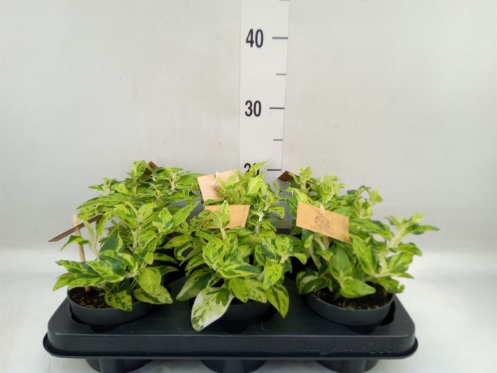 <h4>Planten   ... L%</h4>