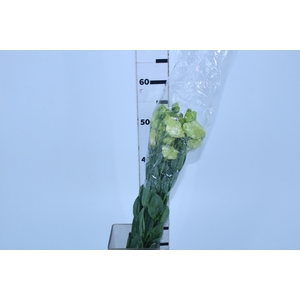 LISIANTHUS VERDE 070 CM