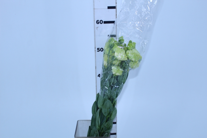 LISIANTHUS VERDE 070 CM