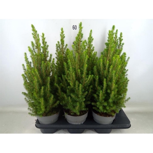Picea glauca 'Perfecta'
