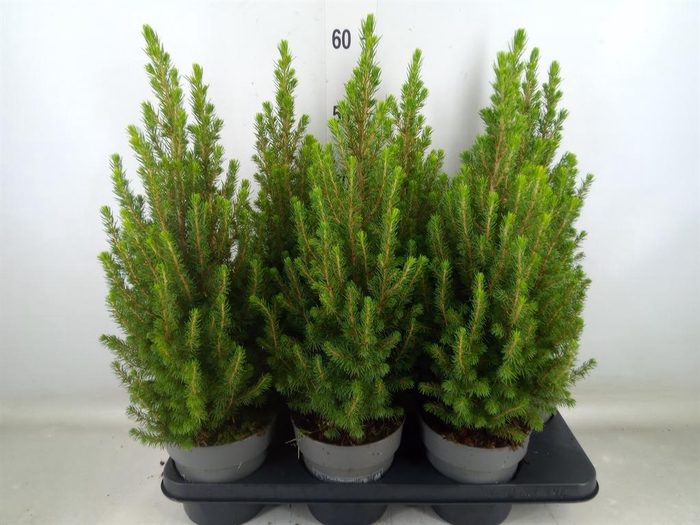 <h4>Picea glauca 'Perfecta'</h4>