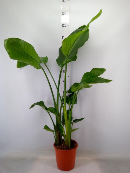 <h4>Strelitzia nicolai</h4>