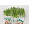 Ornithogalum thyrs. 'Milky Way'