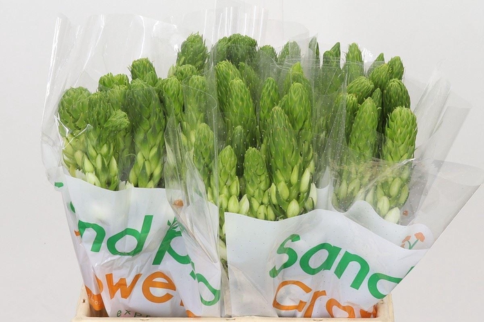 Ornithogalum thyrs. 'Milky Way'