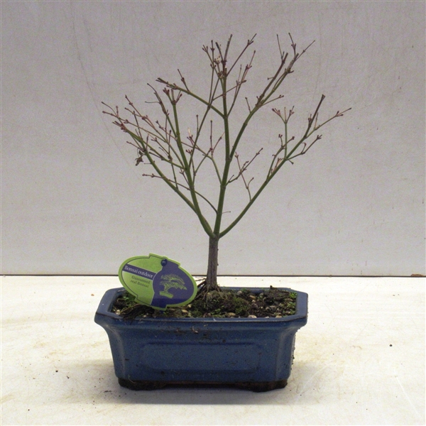 <h4>acer palmatum "little princess"</h4>