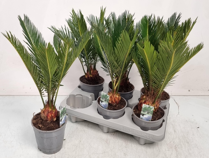<h4>CYCAS REVOLUTA</h4>