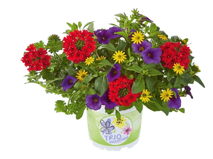 <h4>Overig perkplanten</h4>