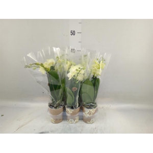 Phalaenopsis multi. 'FC Gold Story'