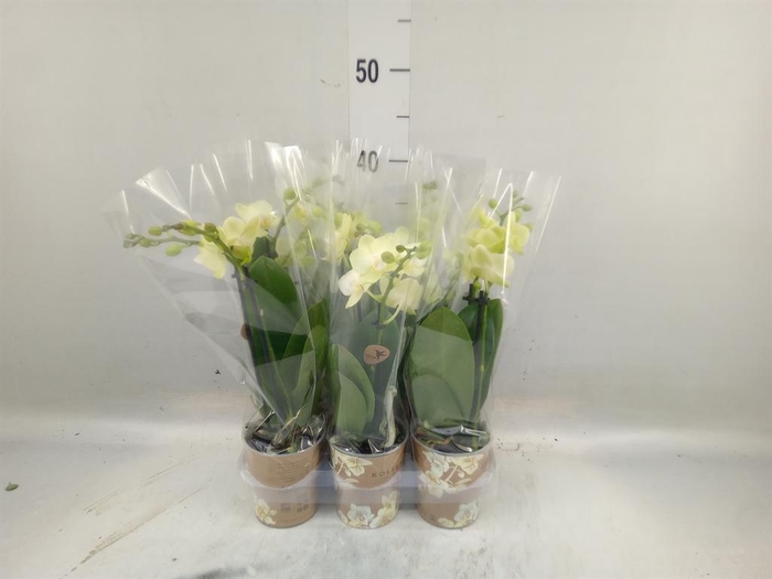 <h4>Phalaenopsis multi. 'FC Gold Story'</h4>