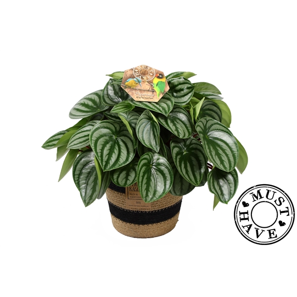 <h4>Peperomia ''Argyreia'' Watermelon in jutte mand ''must have''</h4>