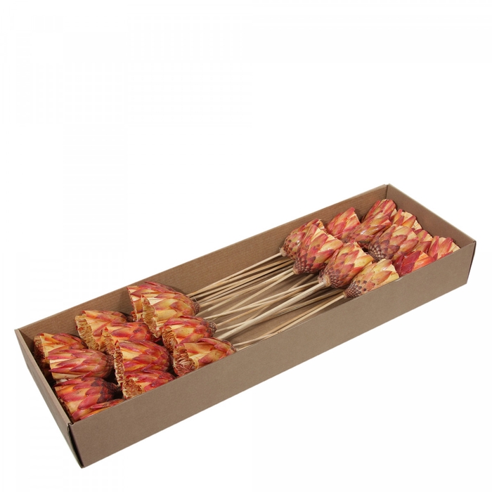 <h4>Droogbloem Repens brush 30cm</h4>