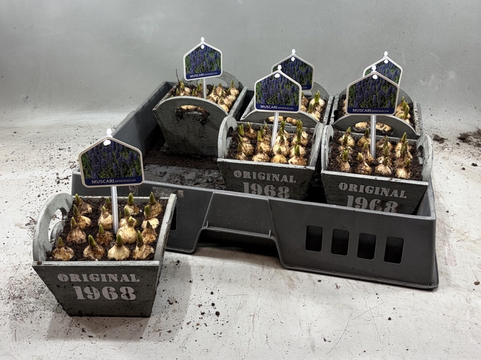 <h4>ARR MUSCARI</h4>