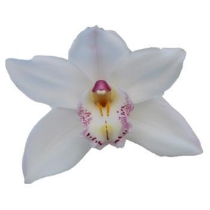 CYMB T HMS WHITE SENSATION