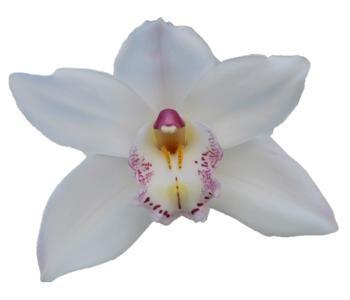 <h4>CYMB T WHITE SENSATION</h4>