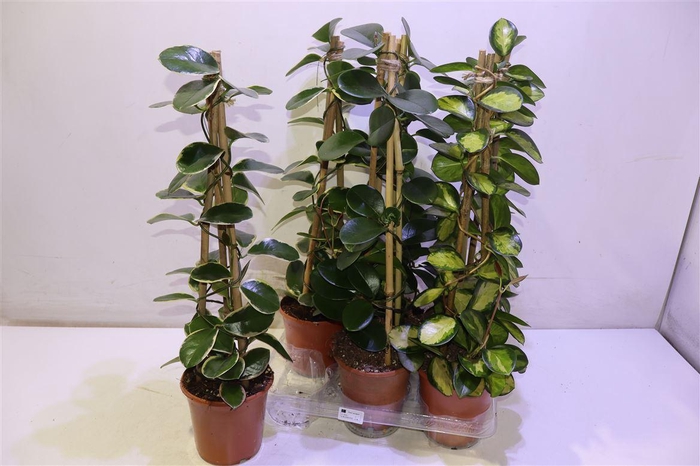 <h4>Hoya Gem Piramide</h4>