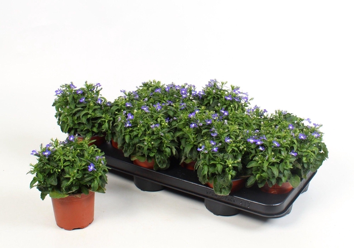 <h4>Lobe Cura Blue</h4>